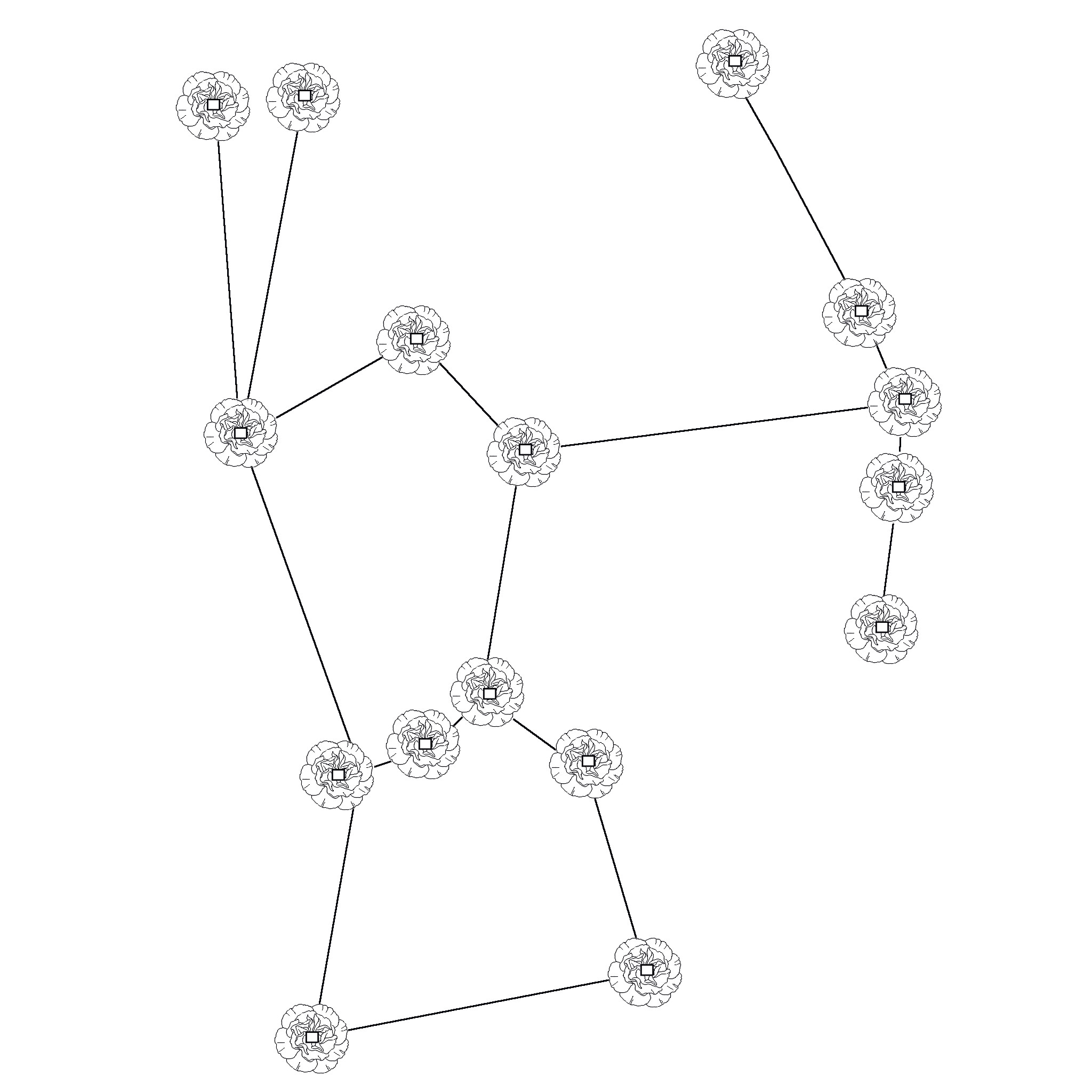 Carnation Star Coin: Orion