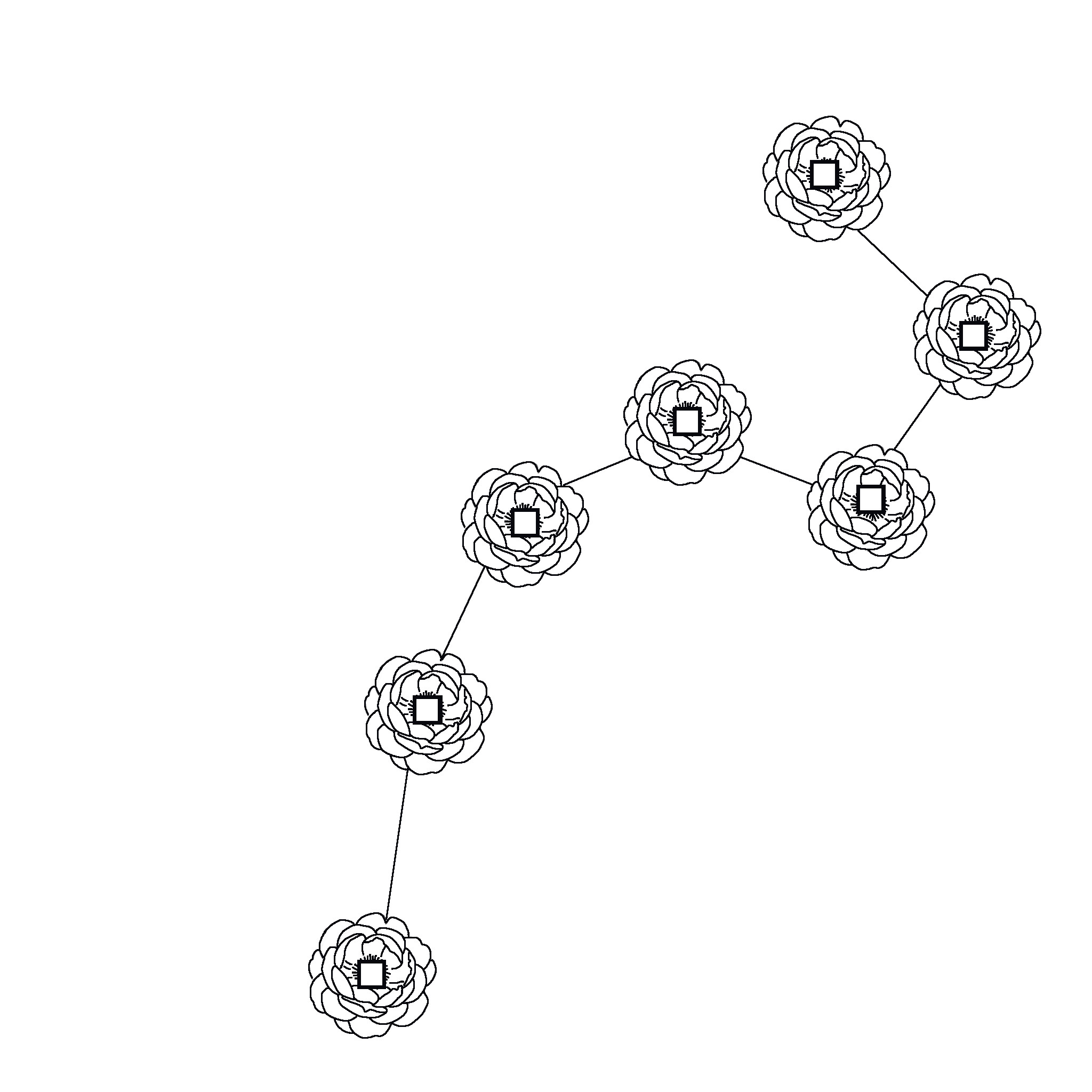 Peony Flower Star Coin: Big Dipper Seven Coins Chart